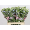 Oxypetalum Tweedia Blue