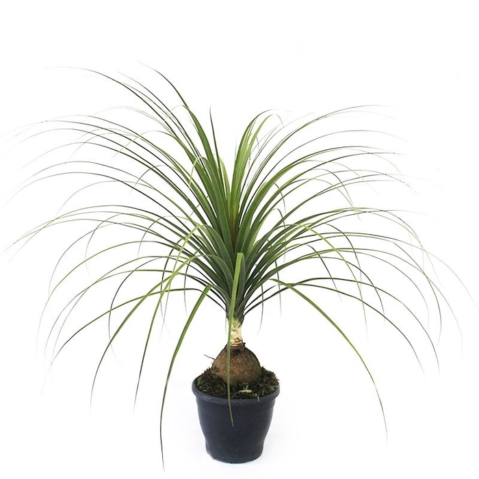 <h4>BEAUCARNEA P24</h4>
