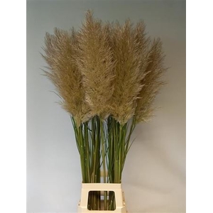 Cortaderia Ov