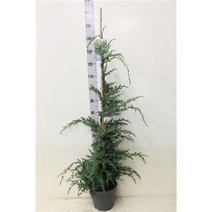 Juniperus chin. 'Blue Alps' P26 potgedrukt