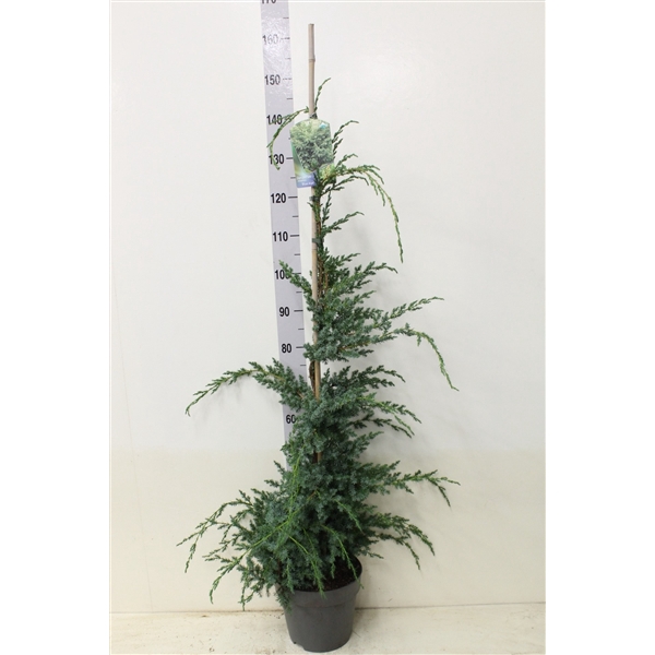 <h4>Juniperus chin. 'Blue Alps' P26 potgedrukt</h4>