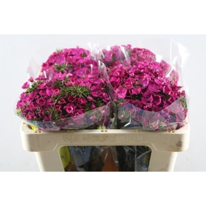 Di Barb Kiwi Fuchsia