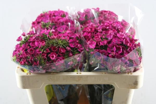 <h4>Di Barb Kiwi Fuchsia</h4>