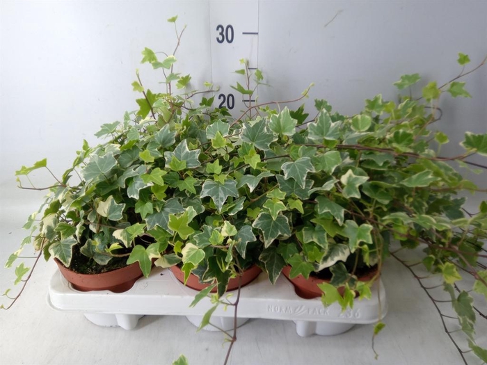 <h4>Hedera helix 'Eva'</h4>