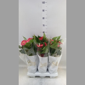 Anthurium andr. 'Casparo'
