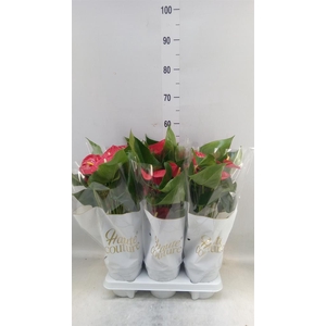 Anthurium andr. 'Casparo'