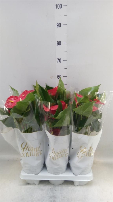 <h4>Anthurium andr. 'Casparo'</h4>
