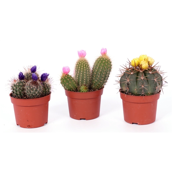 <h4>Cactus disco bloem 10,5 cm</h4>