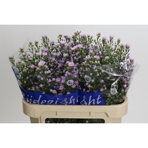 Aster Claudia