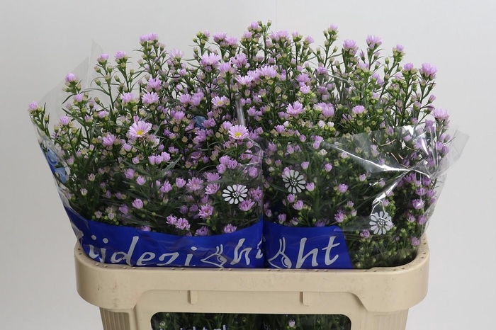 <h4>Aster Claudia</h4>