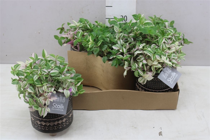 <h4>Tradescantia Fl Quadricolor Maya Keramiek</h4>