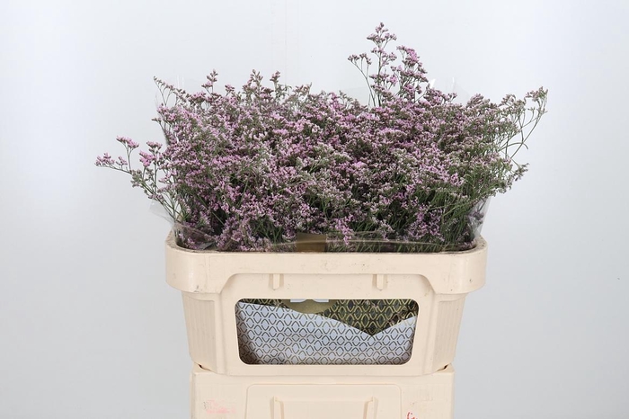 <h4>Lim Saf Oshi Pink</h4>