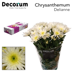 Chr T Delianne White Dijk Flowers