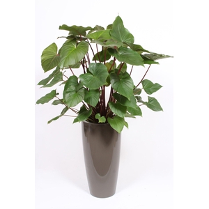 Homalomena 'Maggy' in Santorini pot 