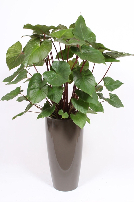 <h4>Homalomena 'Maggy' in Santorini pot "taupe"</h4>