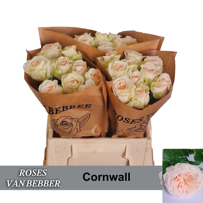 <h4>R GR CORNWALL</h4>