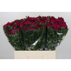 Dianthus Br Amazon Neon Cherry