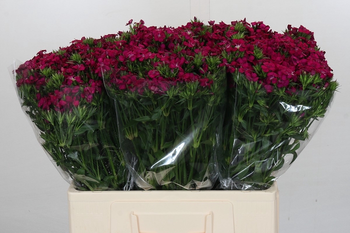 <h4>Dianthus Br Amazon Neon Cherry</h4>