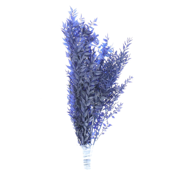 <h4>Pres Ruscus Soft Bleached Dark Blue Per Stem</h4>