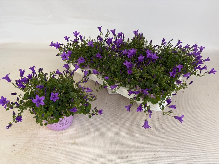 <h4>CAMP POR GEM 3 KL</h4>