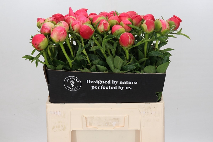 <h4>Paeonia Coral Sunset</h4>