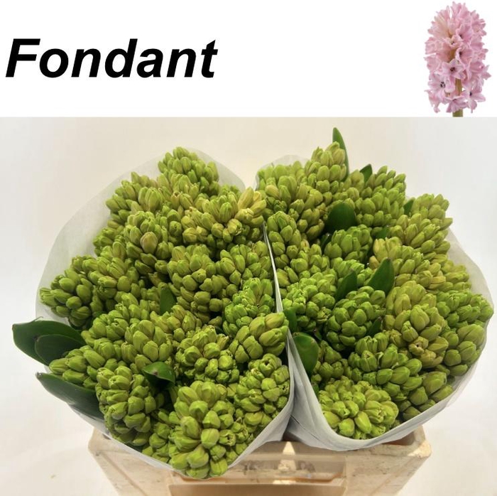 <h4>HYAC FONDANT</h4>