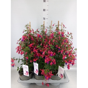 Fuchsia  'Bella Fuchsia Evita'