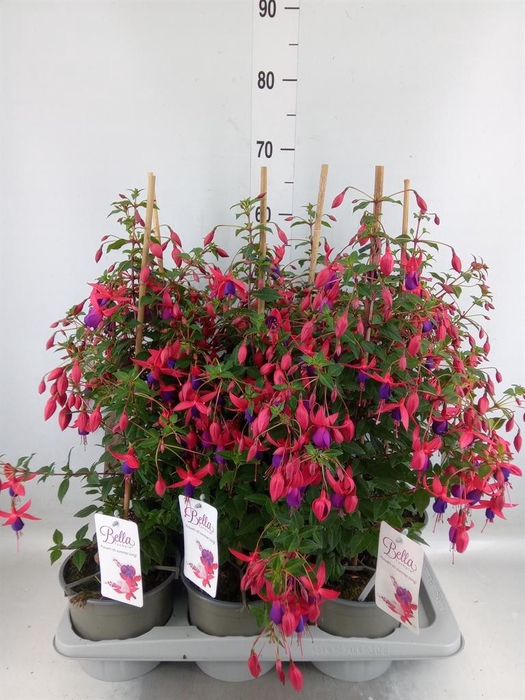 <h4>Fuchsia  'Bella Fuchsia Evita'</h4>