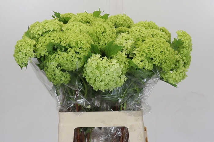 <h4>Viburnum Roseum</h4>