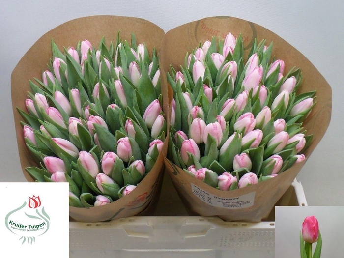 <h4>TU EN DYNASTY</h4>