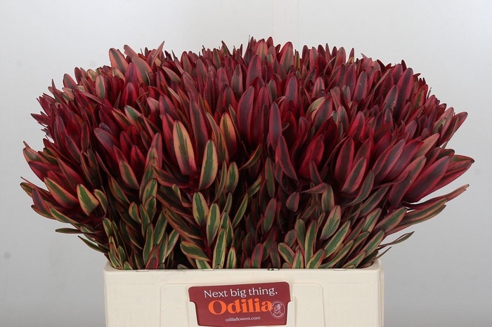 <h4>LEUCAD JESTER</h4>