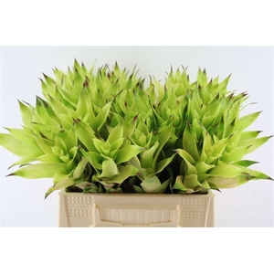 Bromelia Emerald