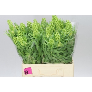 Fritillaria Pers Ivory Bell