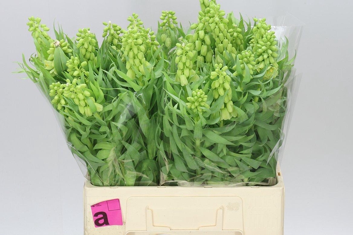 <h4>Fritillaria Pers Ivory Bell</h4>