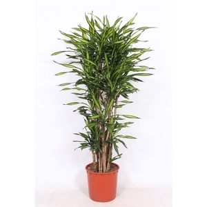 Dracaena Riki