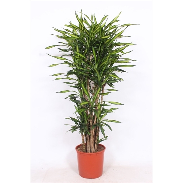 <h4>Dracaena Riki</h4>