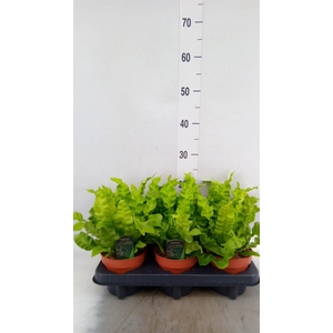 Asplenium nidus 'Crispy Wave'