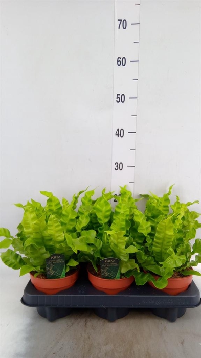 <h4>Asplenium nidus 'Crispy Wave'</h4>