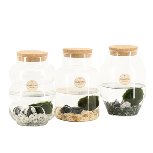 90996: Marimo arrangement