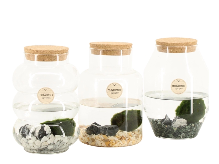 <h4>90996: Marimo arrangement</h4>