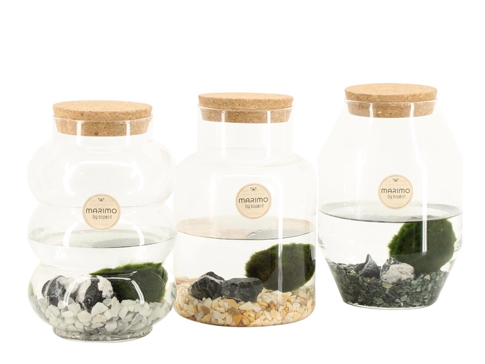 <h4>90996: Marimo arrangement</h4>