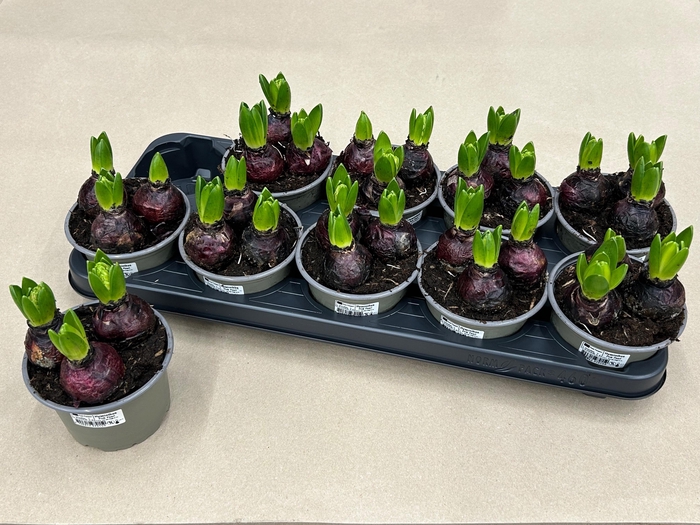 <h4>HYACIN PINK PEARL</h4>