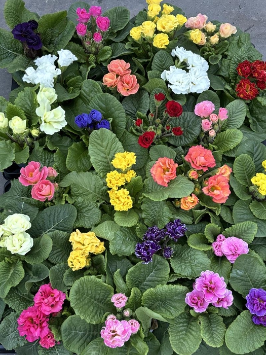 <h4>PRIMULA VULGARIS-HYBRID P11</h4>