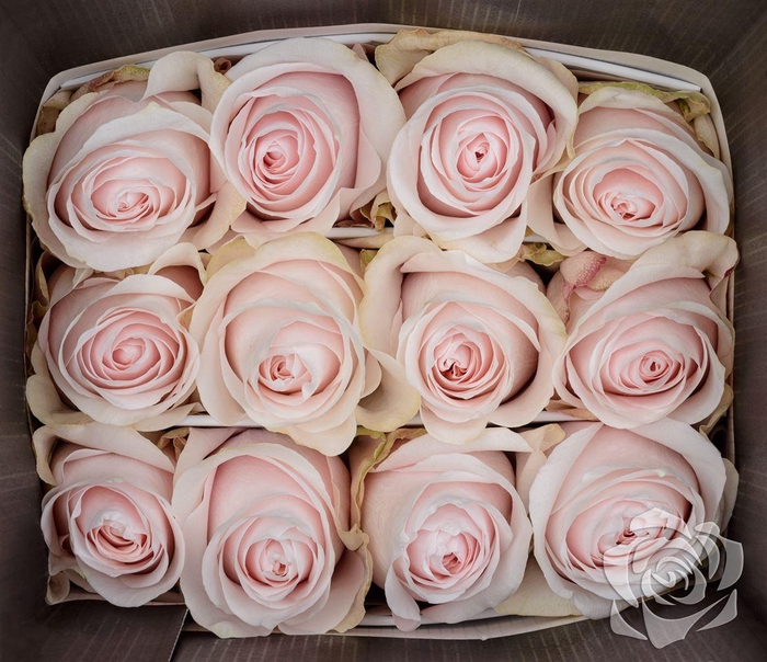 <h4>R GR POMAROSA EQ</h4>