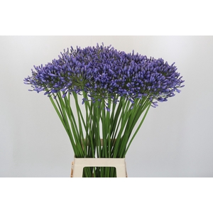 Agapanthus Suzan