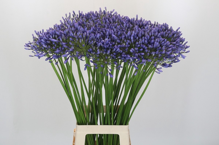 Agapanthus Suzan