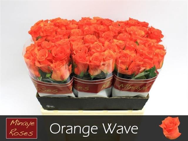 <h4>R GR ORANGE WAVE</h4>