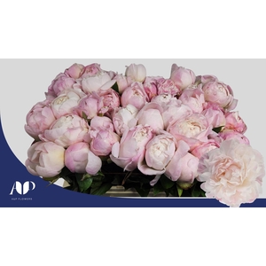 PAEO L GARDENIA