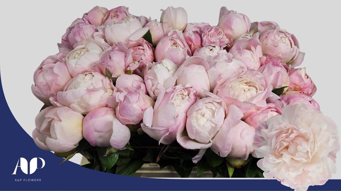 <h4>PAEO L GARDENIA</h4>