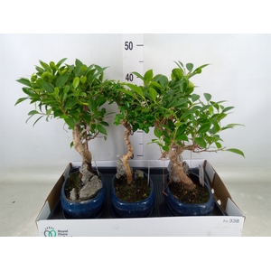 Bonsai   ...mix